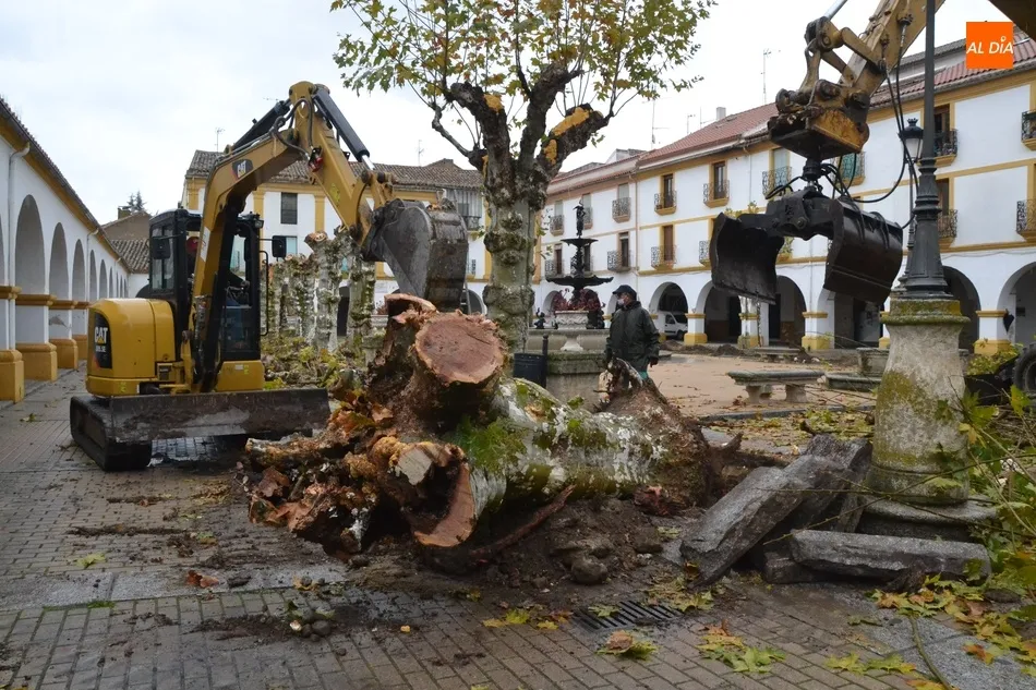 La Plazuela del Buen Alcalde dice adiós a sus históricos árboles  