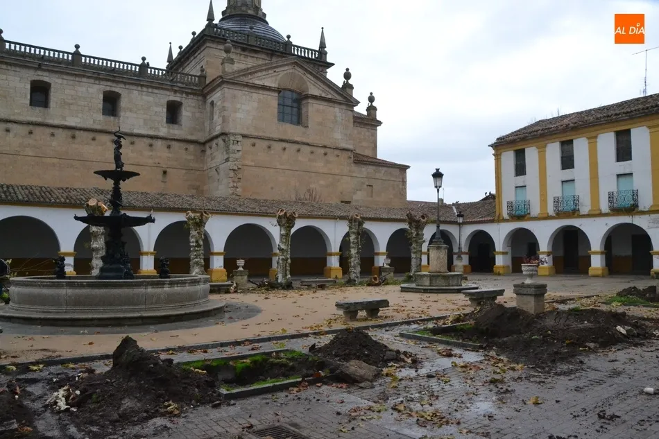 Foto 11 - La Plazuela del Buen Alcalde dice adi&oacute;s a sus hist&oacute;ricos &aacute;rboles  