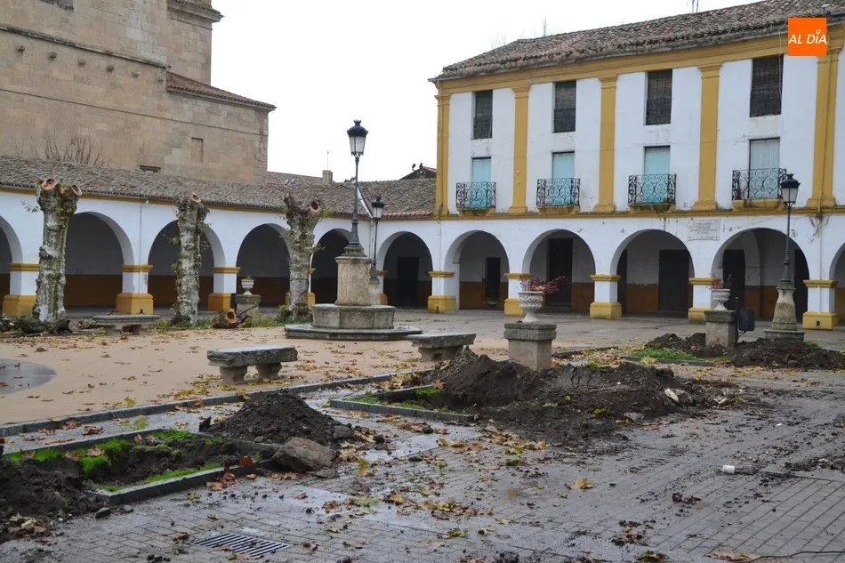 Foto 8 - La Plazuela del Buen Alcalde dice adi&oacute;s a sus hist&oacute;ricos &aacute;rboles  