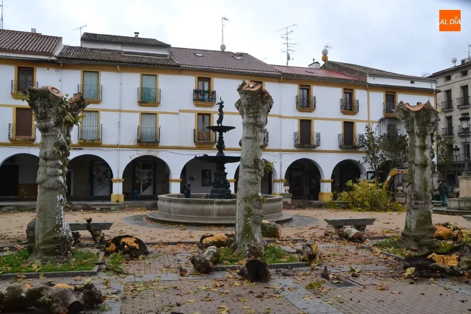 Foto 3 - La Plazuela del Buen Alcalde dice adi&oacute;s a sus hist&oacute;ricos &aacute;rboles  