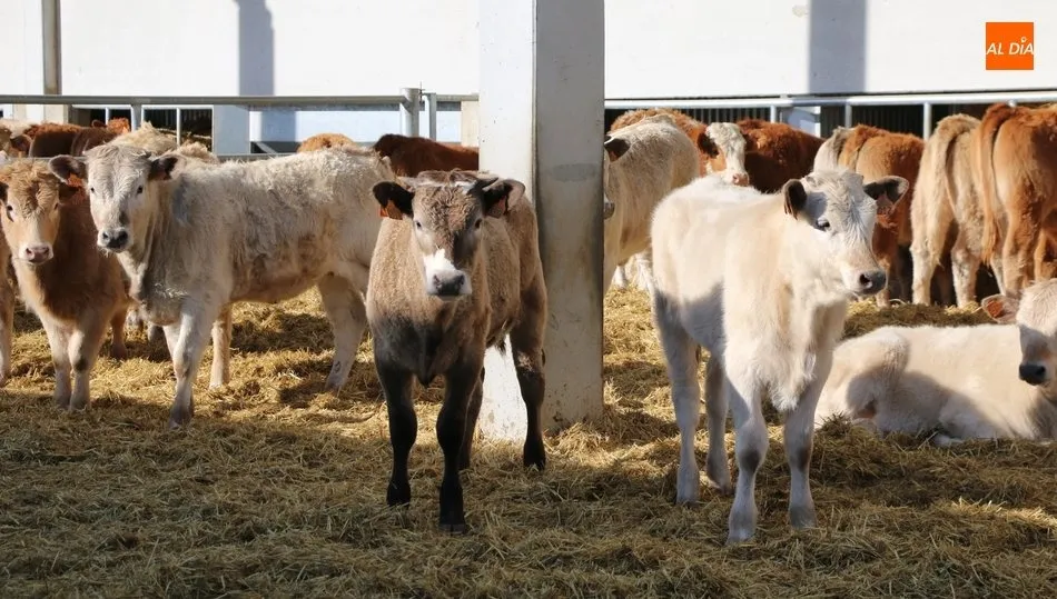Estabilidad para el vacuno de vida, una jornada más