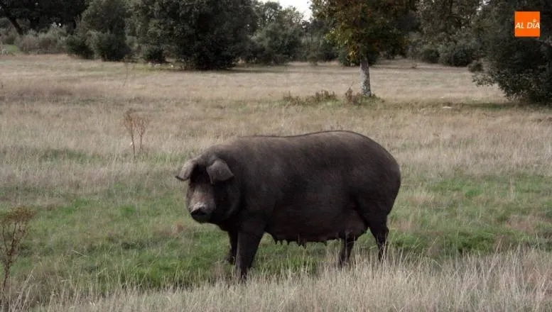 Solicitan autorización para explotación de ganado porcino ibérico de cebo en régimen extensivo  