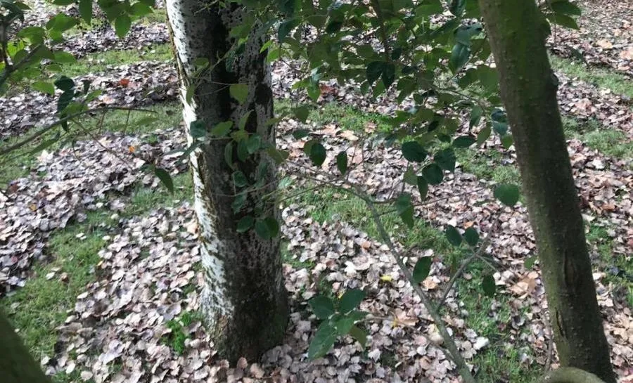 Foto 5 - Usuarios de Insolamis disfrutan una experiencia art&iacute;stica en el parque de los Jesuitas