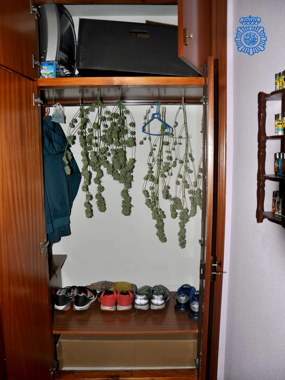Foto 3 - Desmantelada una plantaci&oacute;n &lsquo;indoor&rsquo; de marihuana en una vivienda de B&eacute;jar&nbsp;