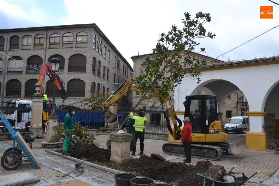Llegan los 9 magnolios que faltaban para completar la transformación de la Plazuela del Buen...