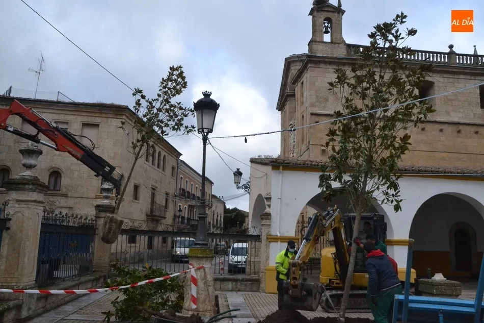 Foto 5 - Llegan los 9 magnolios que faltaban para completar la transformaci&oacute;n de la Plazuela del Buen...