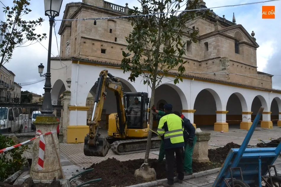 Foto 4 - Llegan los 9 magnolios que faltaban para completar la transformaci&oacute;n de la Plazuela del Buen...