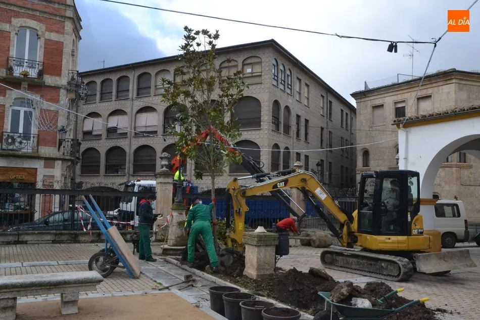 Foto 2 - Llegan los 9 magnolios que faltaban para completar la transformaci&oacute;n de la Plazuela del Buen...