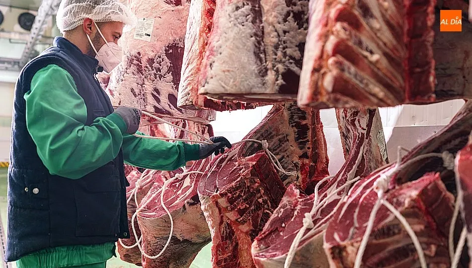 En Dehesa Grande están especializados en producir carne de vacuno de la mejor calidad