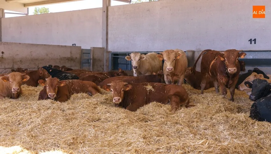 Los machos para vida volvían a cotizar al alza en el mercado de ganado