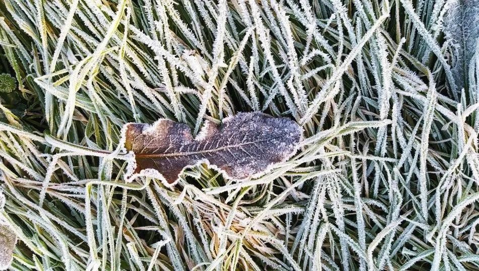 Escarcha sobre la hierba en Bogajo  