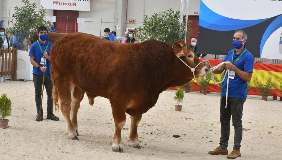 Platero, ejemplar de Hnos. Bernardo, alcanzó los  6.100 euros en la última subasta online