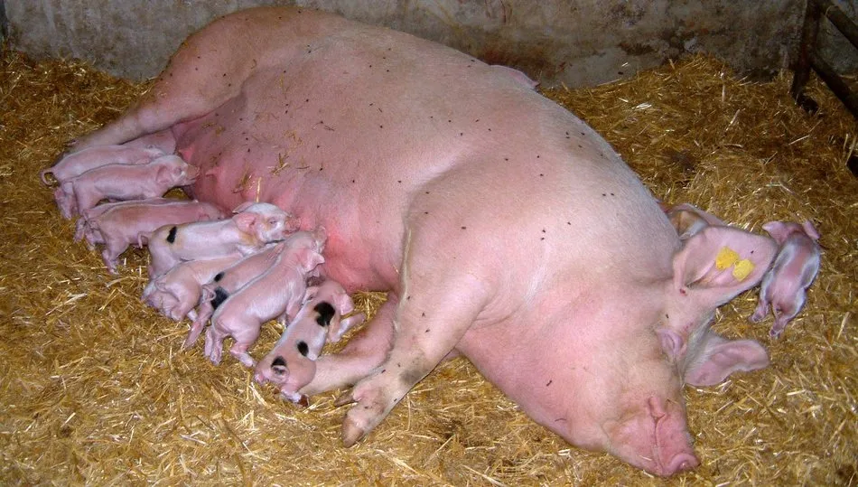 Los tostones han subido 15 euros en 15 días días