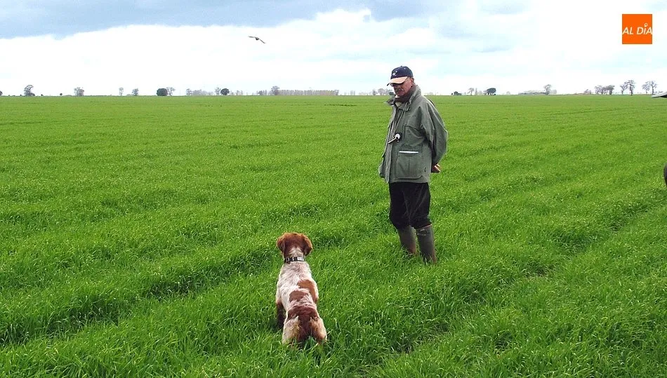 La RFEC propone que los perros de caza se consideren animales de trabajo o de utilidad o de deporte.