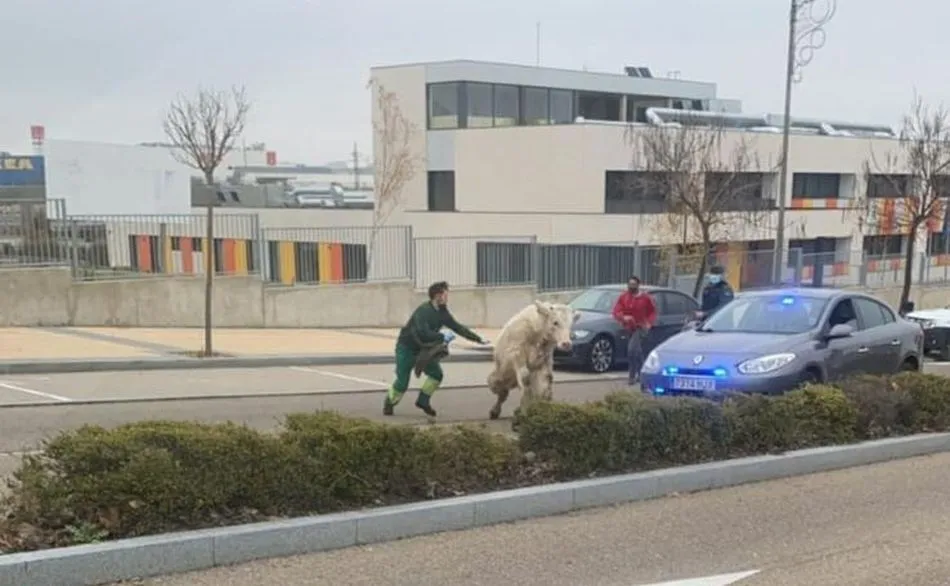 Imagen de la vaca cruzando la carretera