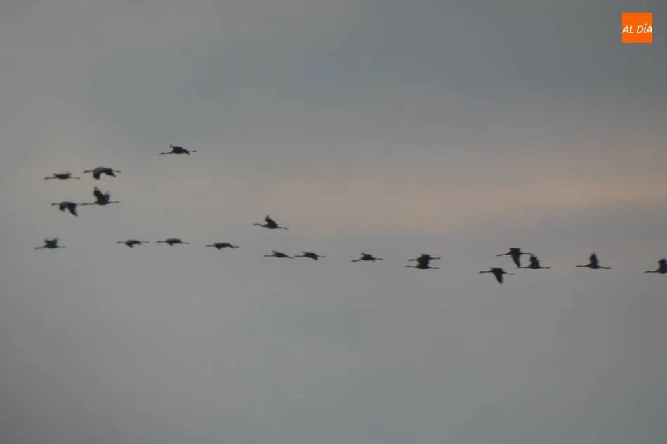 Once personas participan en la acción de voluntariado de censo de grulla invernante en el azud de...