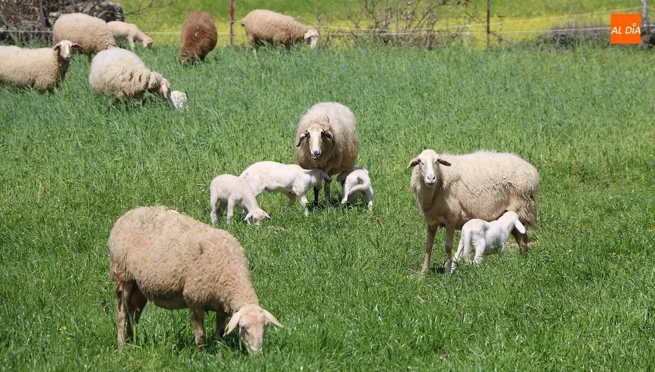 Los lechazos se colocan a 60 euros en vivo ante la llegada de la Navidad