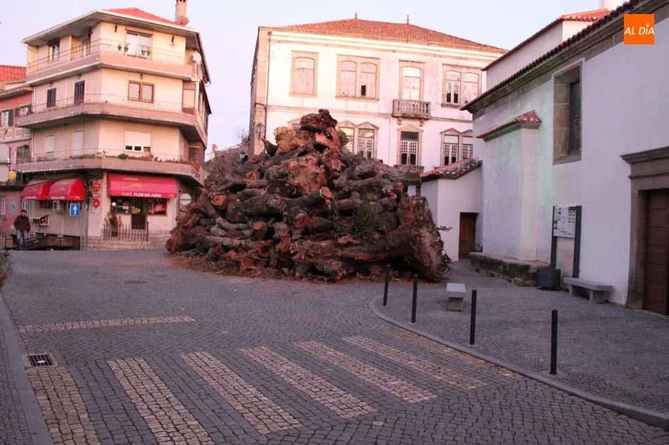 Foto 4 - Penamacor mantiene la tradici&oacute;n del mayor madero de Portugal, este a&ntilde;o online  