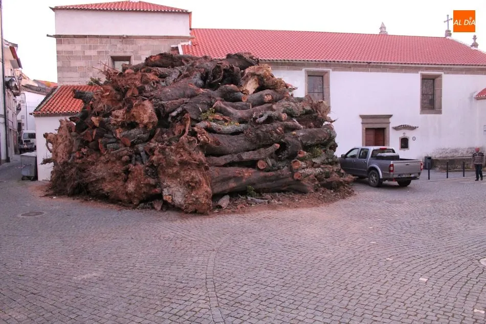 Foto 2 - Penamacor mantiene la tradici&oacute;n del mayor madero de Portugal, este a&ntilde;o online  