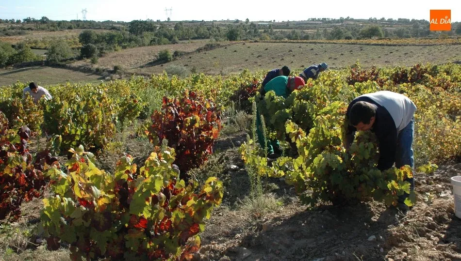 Uno de los proyectos trata de impulsar la agricultura ecológica con el apoyo de las nuevas tecnologías