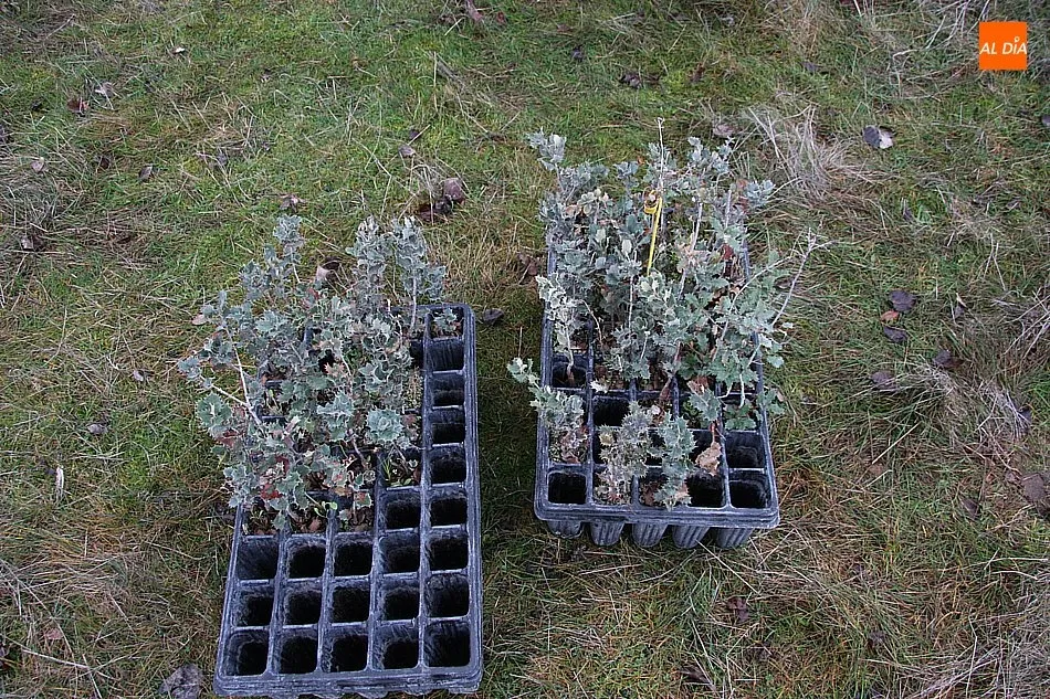 Vitigudino cuenta con 70 nuevas encinas  