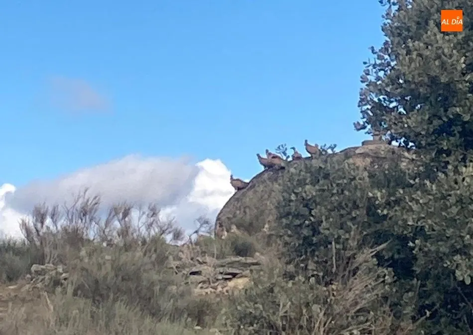 Foto 10 - Un ganadero de Villarino denuncia la muerte de una vaca por un ataque de buitres  
