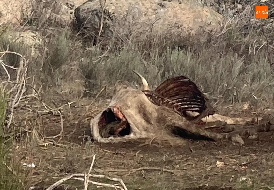 Foto 8 - Un ganadero de Villarino denuncia la muerte de una vaca por un ataque de buitres  