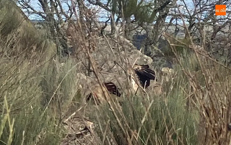 Foto 7 - Un ganadero de Villarino denuncia la muerte de una vaca por un ataque de buitres  