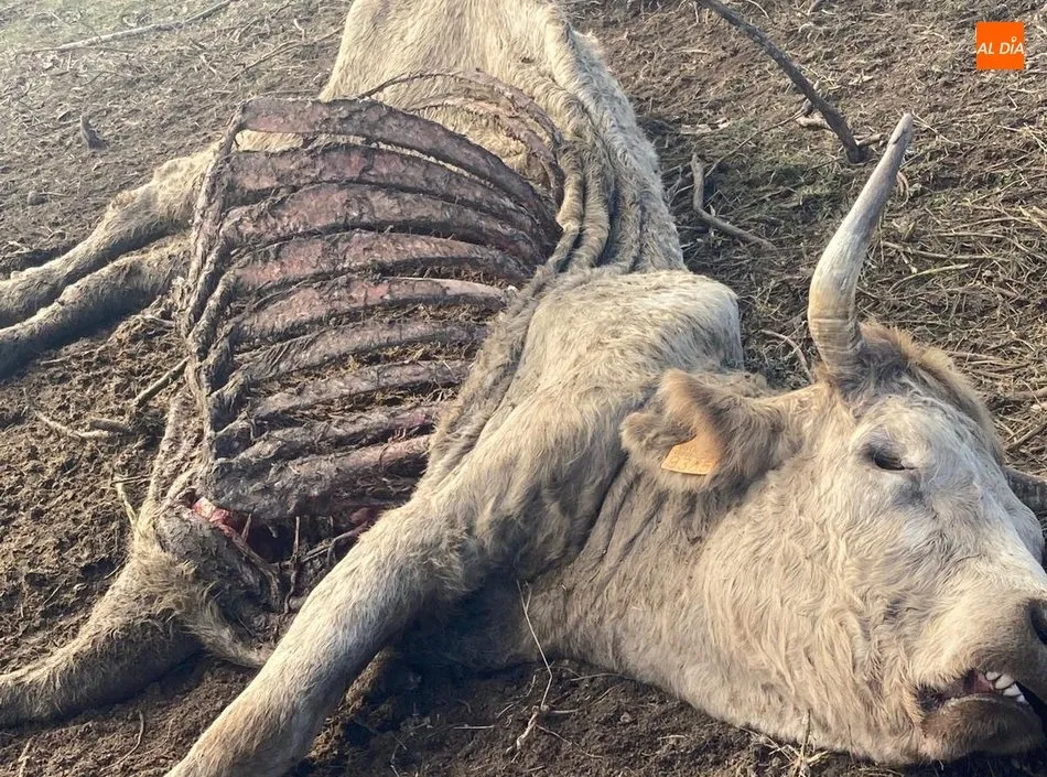 Foto 6 - Un ganadero de Villarino denuncia la muerte de una vaca por un ataque de buitres  