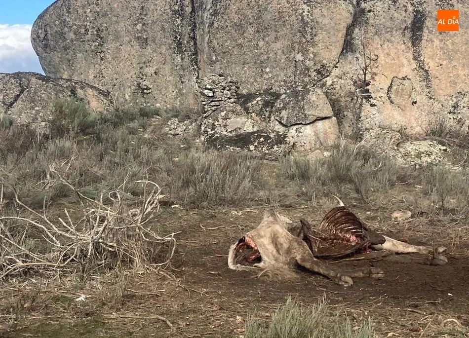 Foto 5 - Un ganadero de Villarino denuncia la muerte de una vaca por un ataque de buitres  