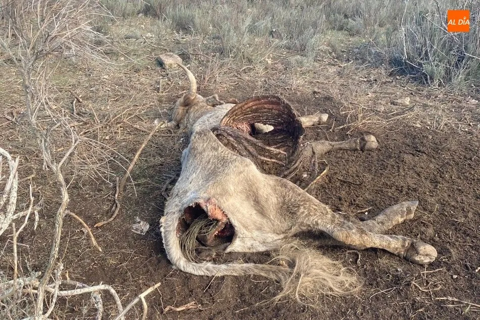 Foto 3 - Un ganadero de Villarino denuncia la muerte de una vaca por un ataque de buitres  