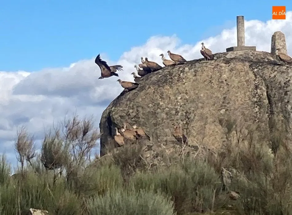 Foto 2 - Un ganadero de Villarino denuncia la muerte de una vaca por un ataque de buitres  