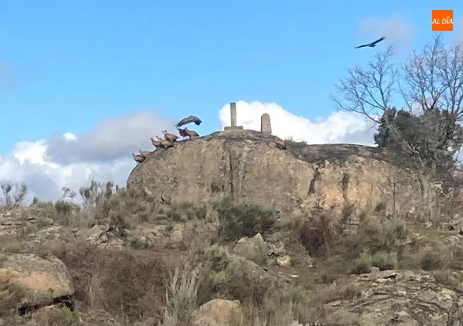 Un ganadero de Villarino denuncia la muerte de una vaca por un ataque de buitres  