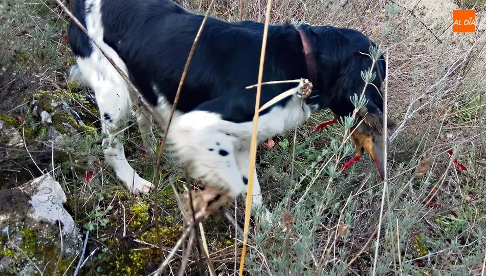 Conan con su primera perdiz en la boca en las Arribes de Villarino