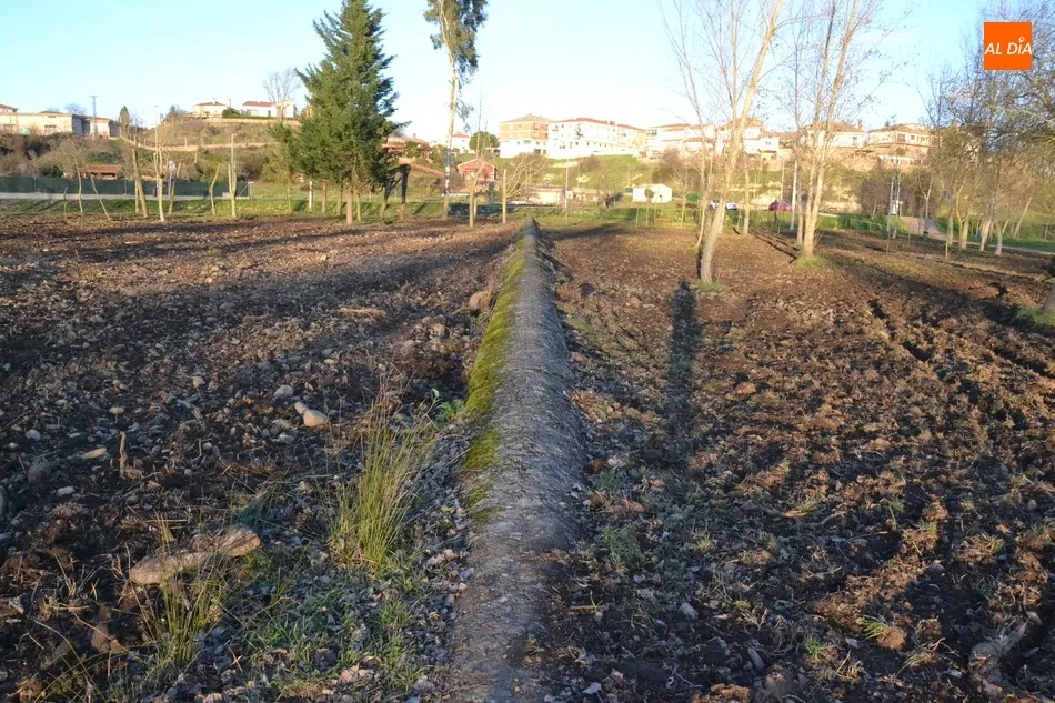 La plantación de los fresnos en la Alameda Vieja comenzará en los próximos días  