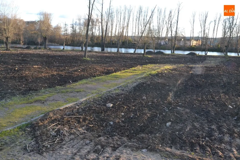 Foto 5 - La plantaci&oacute;n de los fresnos en la Alameda Vieja comenzar&aacute; en los pr&oacute;ximos d&iacute;as  
