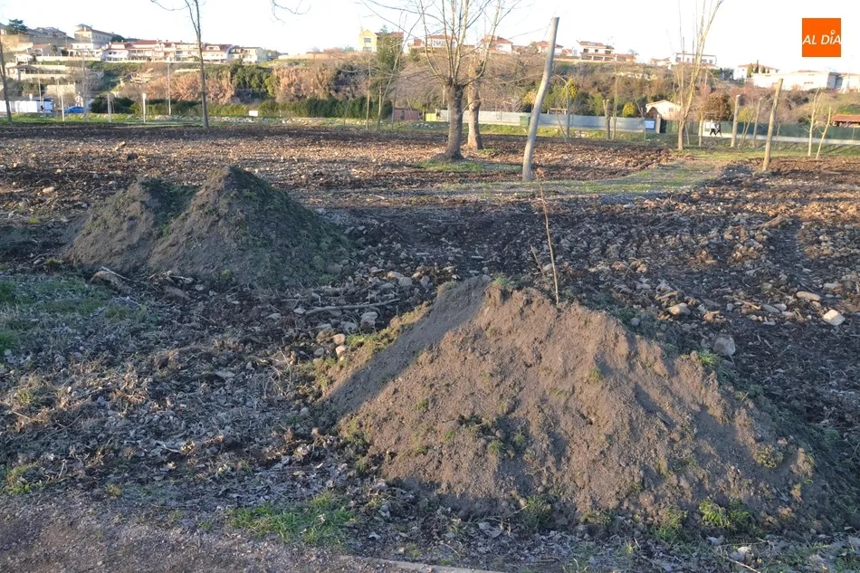 Foto 2 - La plantaci&oacute;n de los fresnos en la Alameda Vieja comenzar&aacute; en los pr&oacute;ximos d&iacute;as  