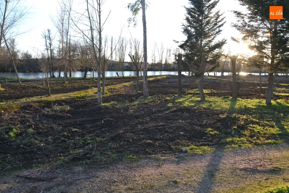 Foto 4 - La plantaci&oacute;n de los fresnos en la Alameda Vieja comenzar&aacute; en los pr&oacute;ximos d&iacute;as  