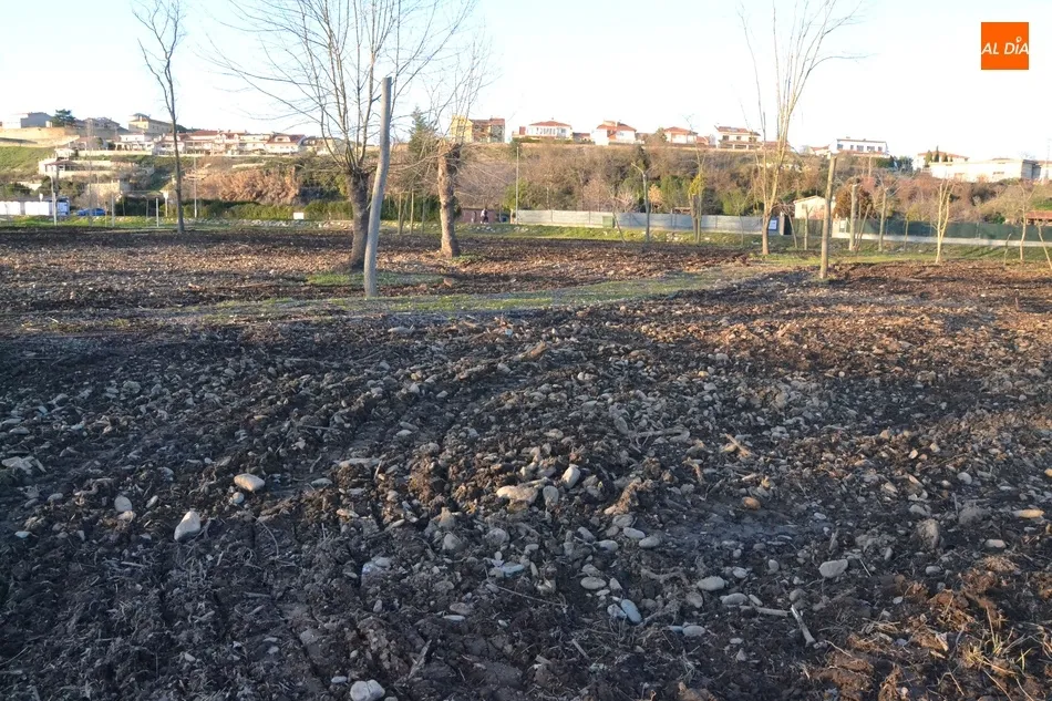 Foto 3 - La plantaci&oacute;n de los fresnos en la Alameda Vieja comenzar&aacute; en los pr&oacute;ximos d&iacute;as  