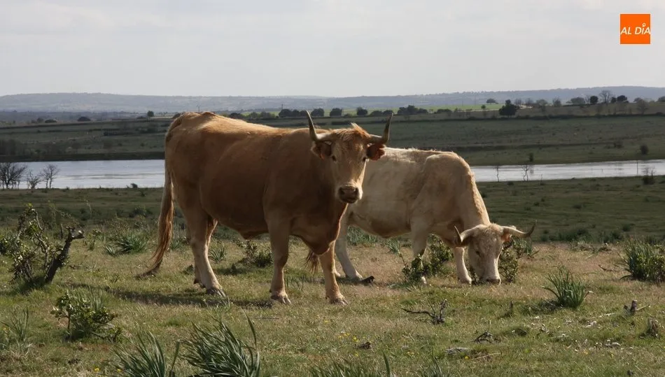 El vacuno para vida cotizó al alza con las canales de terneros y añojos / CORRAL