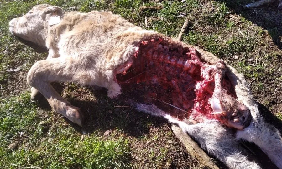 Uno de los animales muertos en esta explotación ganadera de la comarca de Ledesma