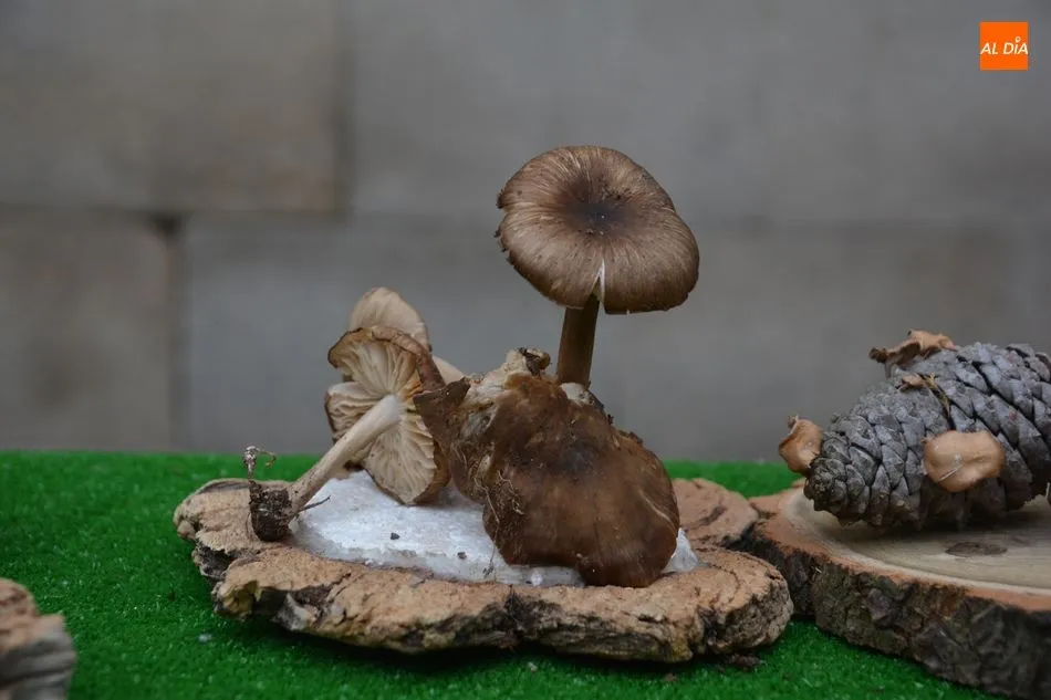 Aumentan un 15% los permisos micológicos en la provincia de Salamanca