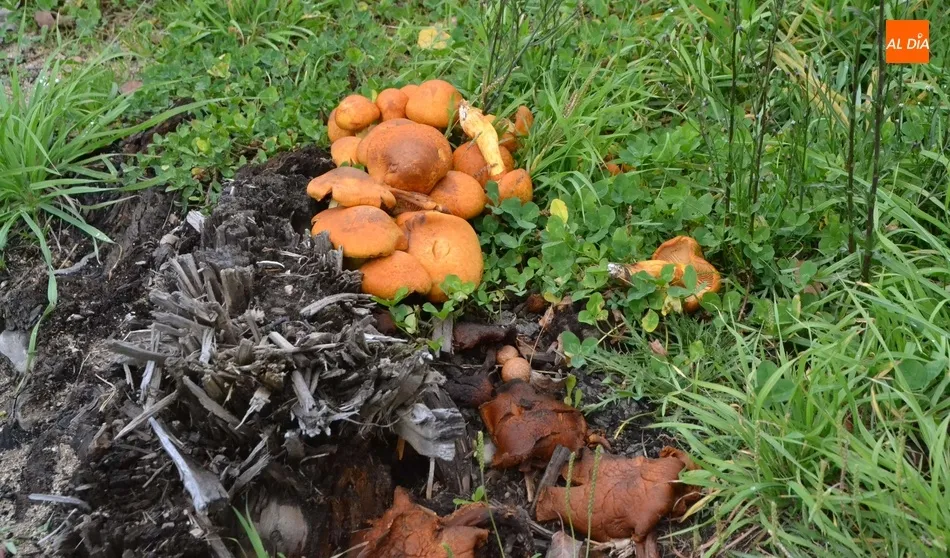 La campaña micológica se cierra con incrementos en el acotado del que forma parte El Rebollar  