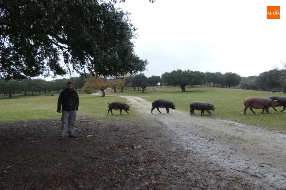 Finca de Pablo Rodríguez donde practican la montanera. | Jorge Holguera
