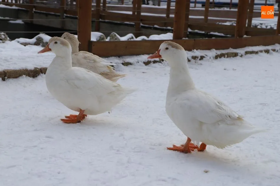 Foto 7 - La nieve sigue atrayendo al p&uacute;blico a los lugares emblem&aacute;ticos de Salamanca