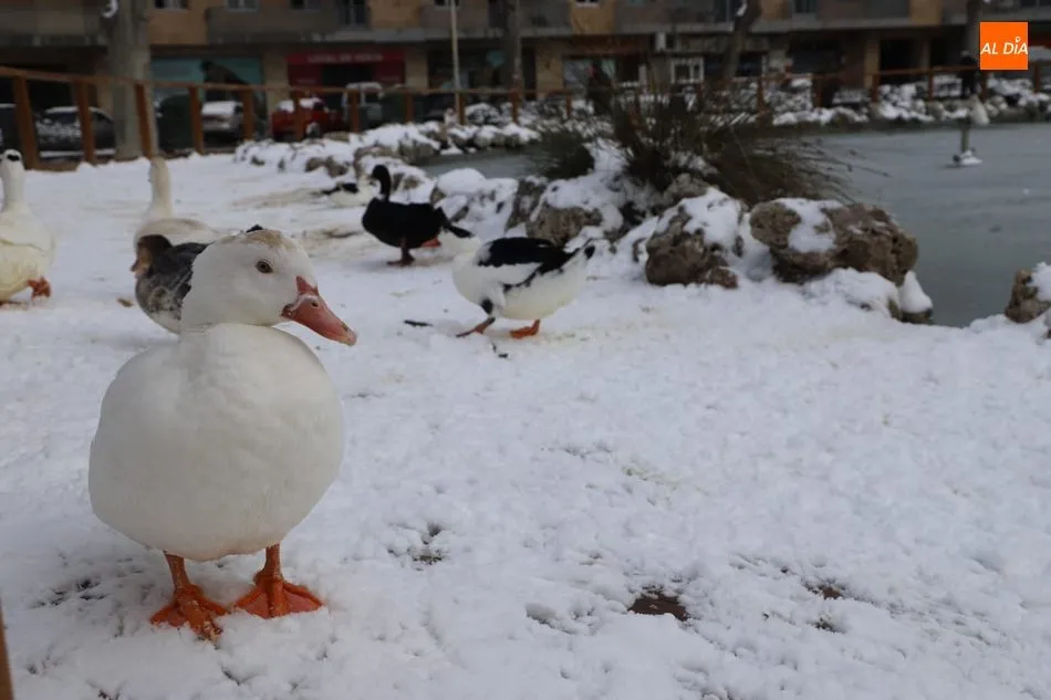 Foto 5 - La nieve sigue atrayendo al p&uacute;blico a los lugares emblem&aacute;ticos de Salamanca