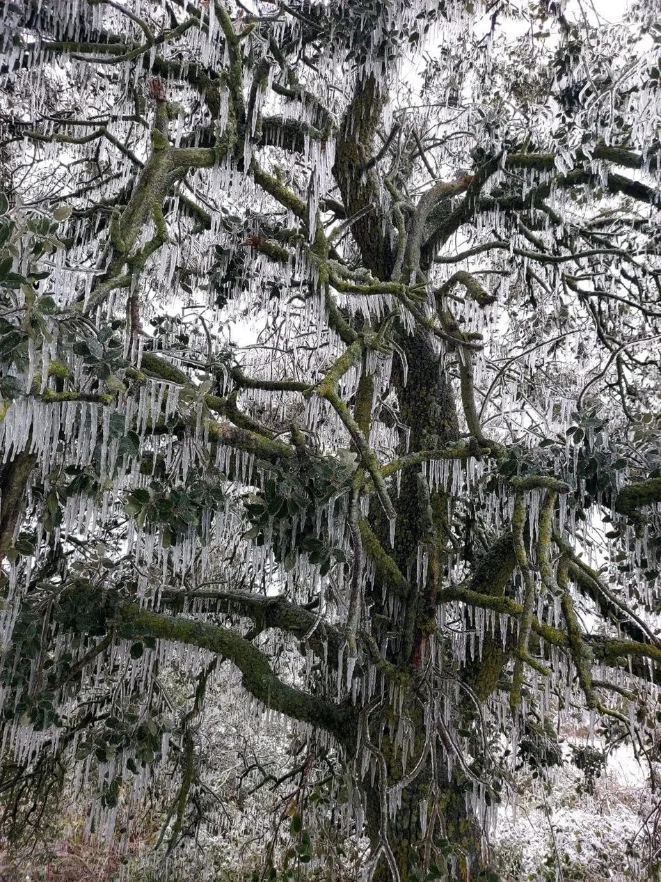 Las lágrimas de la luna