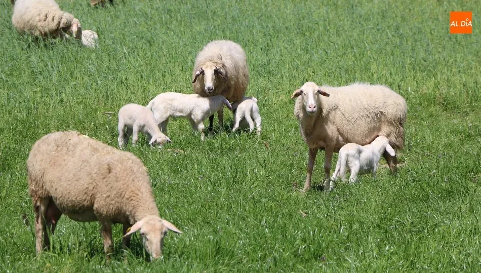 Los lechazos sufrieron un nuevo descenso de precios tras la Navidad