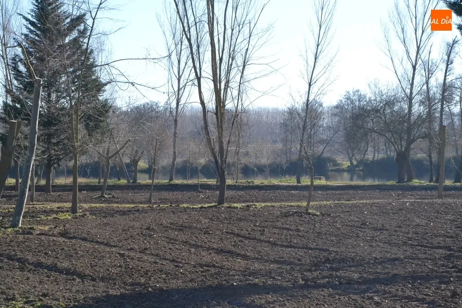 Foto 5 - Esparcidos 12 camiones de tierra vegetal por la Alameda Vieja  