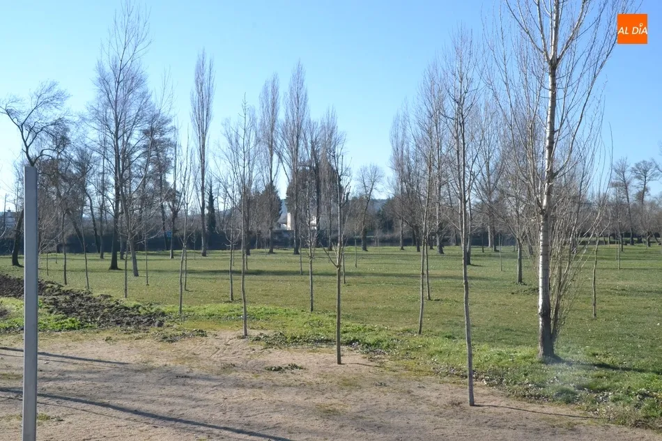 Foto 4 - Esparcidos 12 camiones de tierra vegetal por la Alameda Vieja  